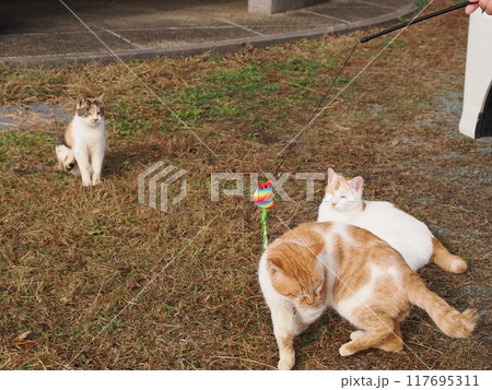 猫じゃらしで遊ぶ可愛い猫たち 117695311