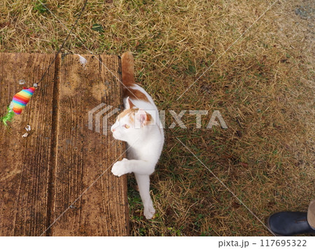 猫じゃらしで遊ぶ可愛い猫たち 猫じゃらしで遊ぶ可愛い猫たち 117695322