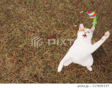 猫じゃらしで遊ぶ可愛い猫たち 猫じゃらしで遊ぶ可愛い猫たち 117695337