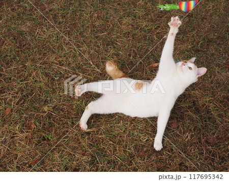 猫じゃらしで遊ぶ可愛い猫たち 117695342