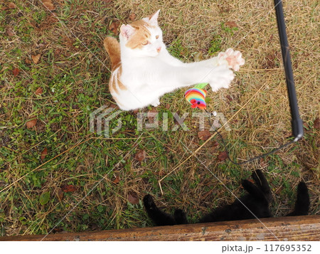 猫じゃらしで遊ぶ可愛い猫たち 117695352