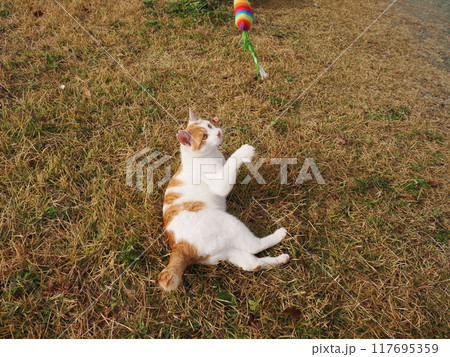 猫じゃらしで遊ぶ可愛い猫たち 117695359