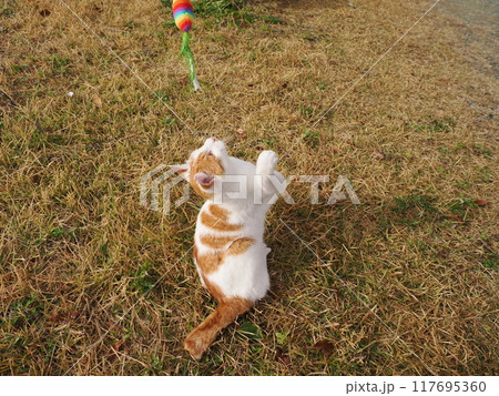 猫じゃらしで遊ぶ可愛い猫たち 猫じゃらしで遊ぶ可愛い猫たち 117695360