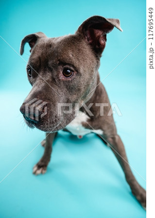Cute American Pitbull dog looking attentive on blue background 117695449