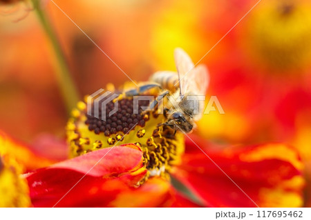 Macro photo of a bee on a red and yellow flower collecting pollen. High quality photo bee close photo sitting on a flower enthusiastic about collecting nectar. Bright summer photo with bees and Macro photo of a bee on a red and yellow flower collecting pollen. High quality photo bee close photo sitting on a flower enthusiastic about collecting nectar. Bright summer photo with bees and 117695462