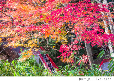 「もみじ谷」の紅葉（三重県四日市市水沢町宮妻） 117695477