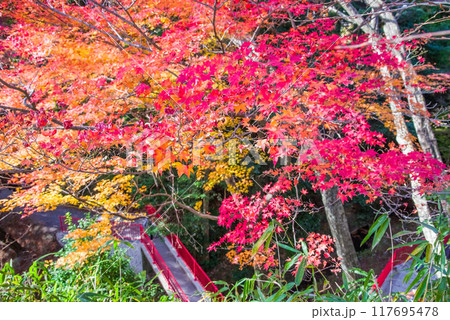 「もみじ谷」の紅葉（三重県四日市市水沢町宮妻） 117695478