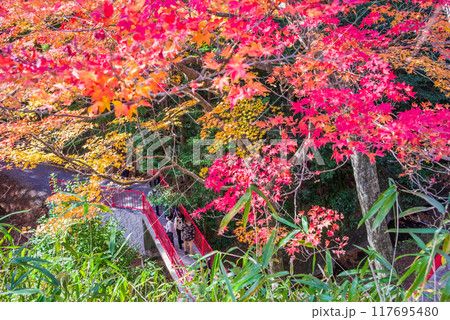 「もみじ谷」の紅葉(三重県四日市市水沢町宮妻) 「もみじ谷」の紅葉(三重県四日市市水沢町宮妻) 117695480