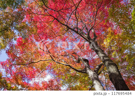 「もみじ谷」の紅葉(三重県四日市市水沢町宮妻) 「もみじ谷」の紅葉(三重県四日市市水沢町宮妻) 117695484