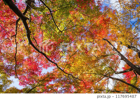 「もみじ谷」の紅葉(三重県四日市市水沢町宮妻) 「もみじ谷」の紅葉(三重県四日市市水沢町宮妻) 117695487