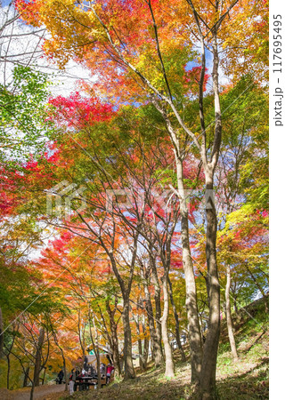 「もみじ谷」の紅葉（三重県四日市市水沢町宮妻） 117695495