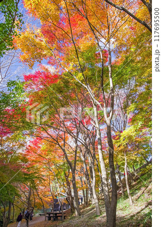 「もみじ谷」の紅葉（三重県四日市市水沢町宮妻） 117695500