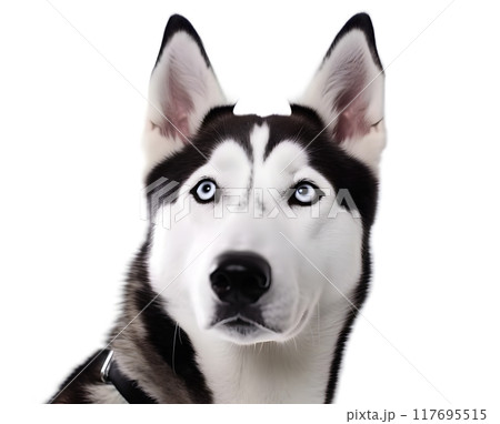 犬(シベリアン・ハスキー) 117695515