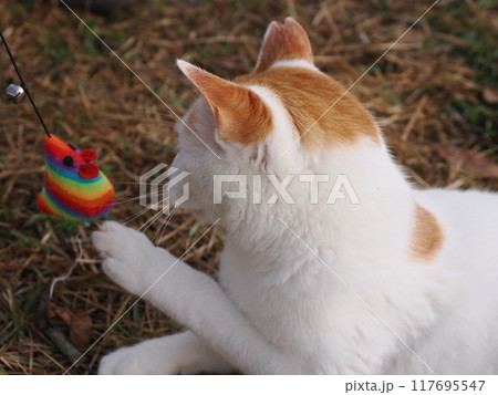 無邪気に遊ぶネコの表情と身体の動き 無邪気に遊ぶネコの表情と身体の動き 117695547