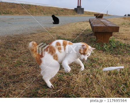 無邪気に遊ぶネコの表情と身体の動き 117695564