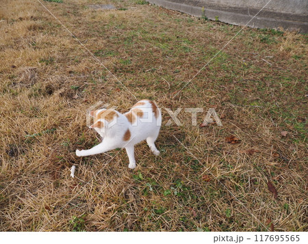 無邪気に遊ぶネコの表情と身体の動き 無邪気に遊ぶネコの表情と身体の動き 117695565