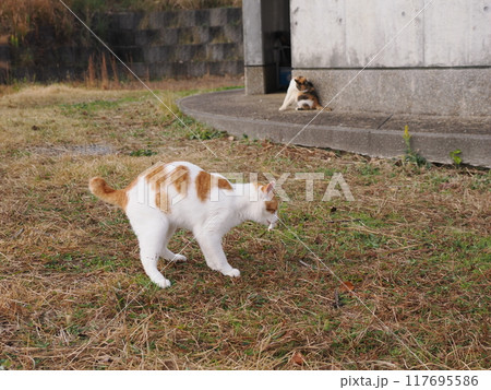 無邪気に遊ぶネコの表情と身体の動き 無邪気に遊ぶネコの表情と身体の動き 117695586
