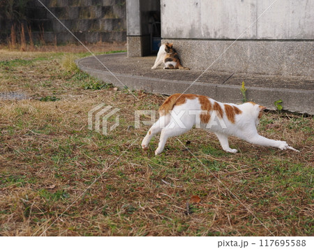 無邪気に遊ぶネコの表情と身体の動き 無邪気に遊ぶネコの表情と身体の動き 117695588