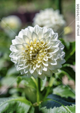 夏の公園　鮮やかに咲いたダリヤ　川西ダリヤ園　山形県川西町 117695806