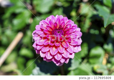 夏の公園 鮮やかに咲いたダリヤ 川西ダリヤ園 山形県川西町 夏の公園 鮮やかに咲いたダリヤ 川西ダリヤ園 山形県川西町 117695809