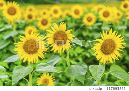 夏の三ノ倉高原（スキー場）　ひまわり畑　福島県喜多方市 117695831