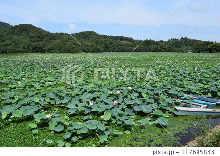 ハス沼 ラムサール条約登録地 ハス沼 ラムサール条約登録地 117695833