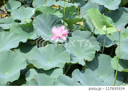 ハス沼 ラムサール条約登録地 ハス沼 ラムサール条約登録地 117695834