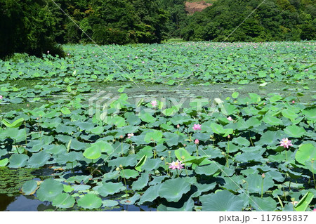 ハス沼 ラムサール条約登録地 117695837