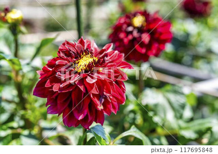 夏の公園　鮮やかに咲いたダリヤ　川西ダリヤ園　山形県川西町 117695848