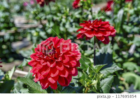 夏の公園 鮮やかに咲いたダリヤ 川西ダリヤ園 山形県川西町 夏の公園 鮮やかに咲いたダリヤ 川西ダリヤ園 山形県川西町 117695854