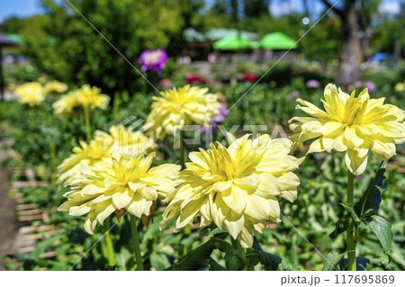 夏の公園　鮮やかに咲いたダリヤ　川西ダリヤ園　山形県川西町 117695869