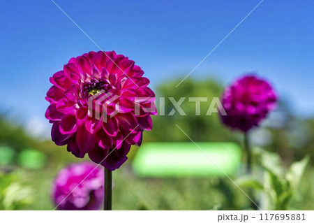夏の公園 鮮やかに咲いたダリヤ 川西ダリヤ園 山形県川西町 夏の公園 鮮やかに咲いたダリヤ 川西ダリヤ園 山形県川西町 117695881