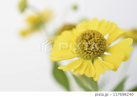 団子菊 団子菊 117696240