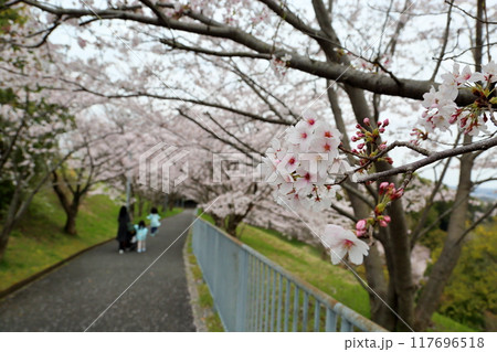 桜の花　染井吉野 117696518