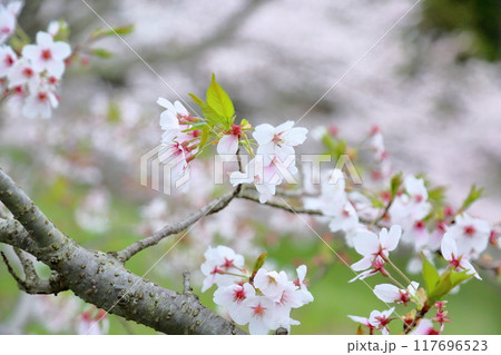 オオシマザクラの花　満開 117696523