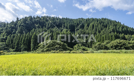 杉の木がある里山の風景　倉吉市関金町 117696671