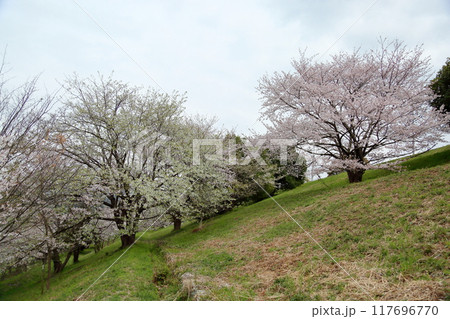 満開 桜の花 オオシマザクラと染井吉野 満開 桜の花 オオシマザクラと染井吉野 117696770