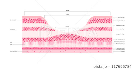 Macula fovea and foveola 117696784