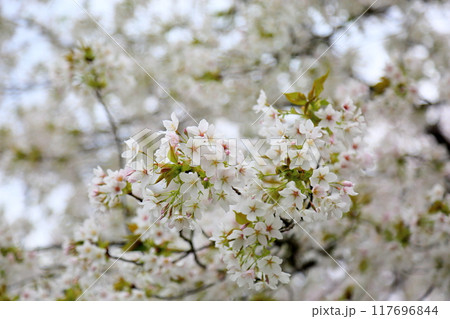 オオシマザクラの花　満開 117696844