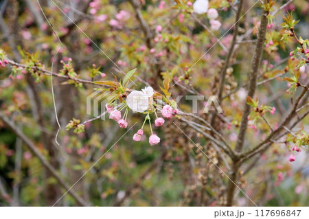 咲始め　シダレザクラの花 117696847