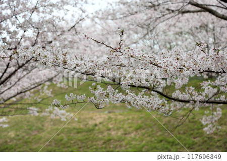 桜の花 染井吉野 満開 桜の花 染井吉野 満開 117696849