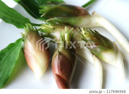 今朝の収穫　夏のミョウガ 117696988