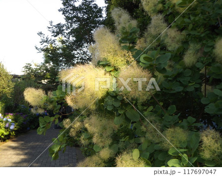 煙のようなのは花でしょうか？スモークツリー 117697047