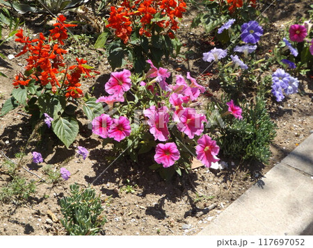 ペチニアの赤と青い花とサルビアの赤い花 117697052