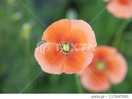 線路沿いのひなげし 117697093