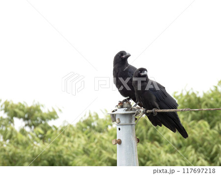 ハシブトガラス 電線に止まるハシブトガラス カラス カラス幼鳥 巣立ち ハシブトガラス 電線に止まるハシブトガラス カラス カラス幼鳥 巣立ち 117697218