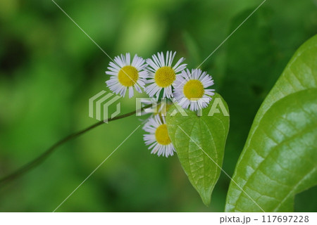真夏の雑木林の林床の植物たち 117697228