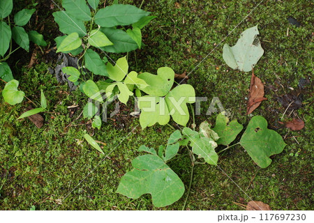 真夏の雑木林の林床の植物たち 117697230