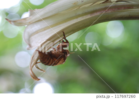 ウバユリの花に残った蝉の抜け殻 117697260