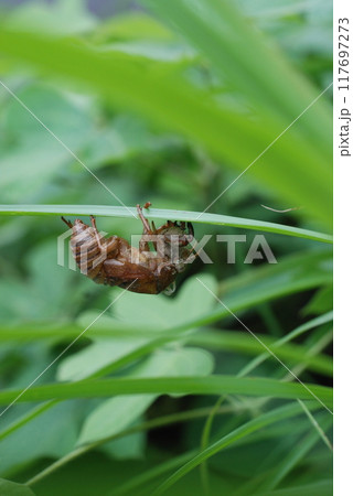 夏の風物詩 草の下に残ったセミの抜け殻 夏の風物詩 草の下に残ったセミの抜け殻 117697273